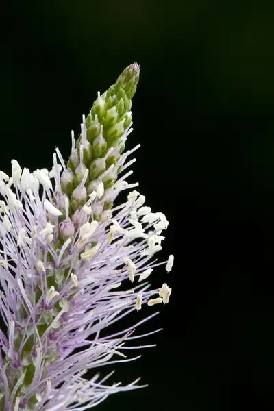 Foto de Plantago major - Flower:Prilfish