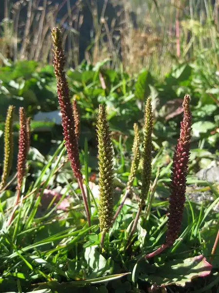 Foto de Plantago major - Seeds for all the way down the flower stalk.:Carmona Rodriguez cc