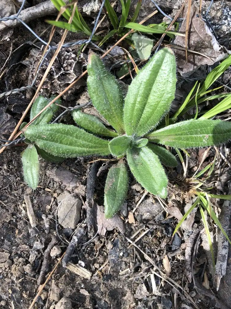 Photo of Plantago virginica (Plantago virginicas)