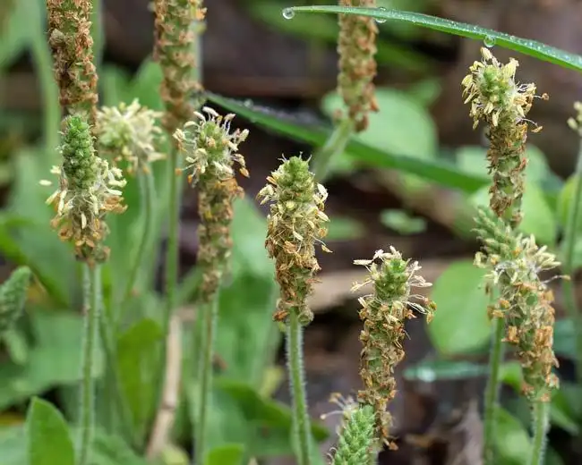 Photo of Plantago virginica (Plantago virginicas)