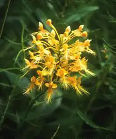 Фото Platanthera ciliaris (Platanthera ciliariss)