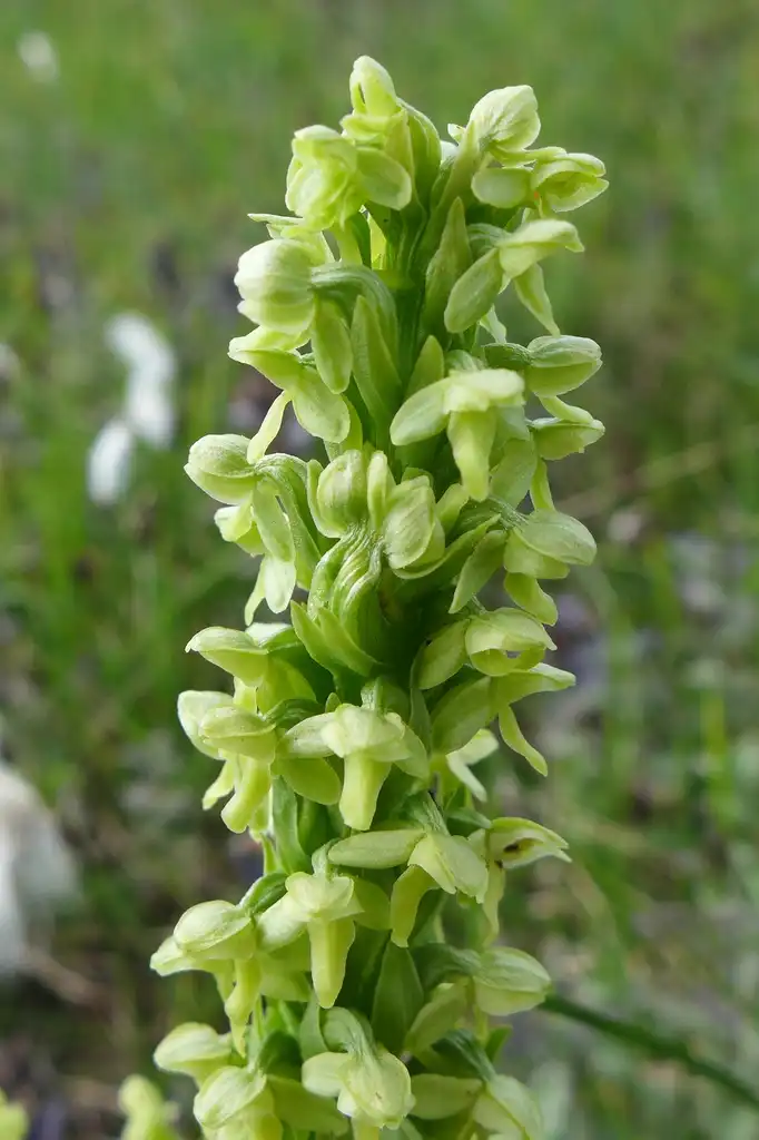 Photo of Platanthera flava (Platanthera flavas)