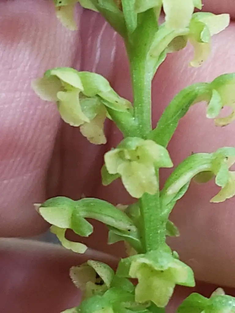 Photo of Platanthera flava (Platanthera flavas)