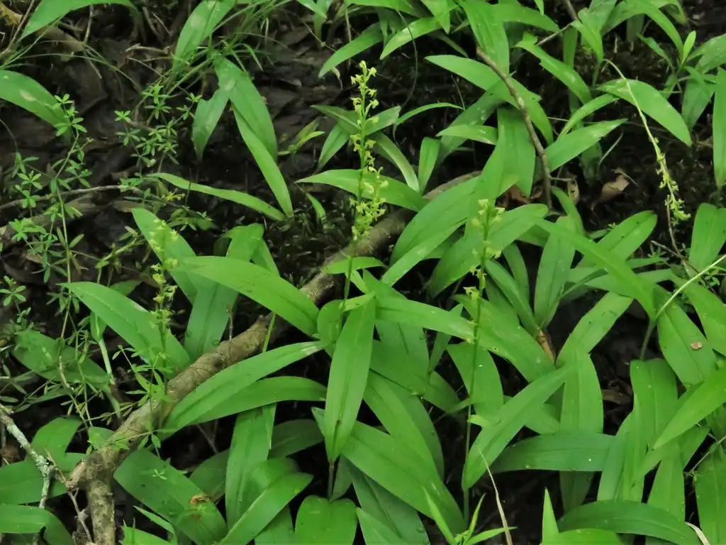 Photo of Platanthera flava - Form of var. flava:jim_keesling