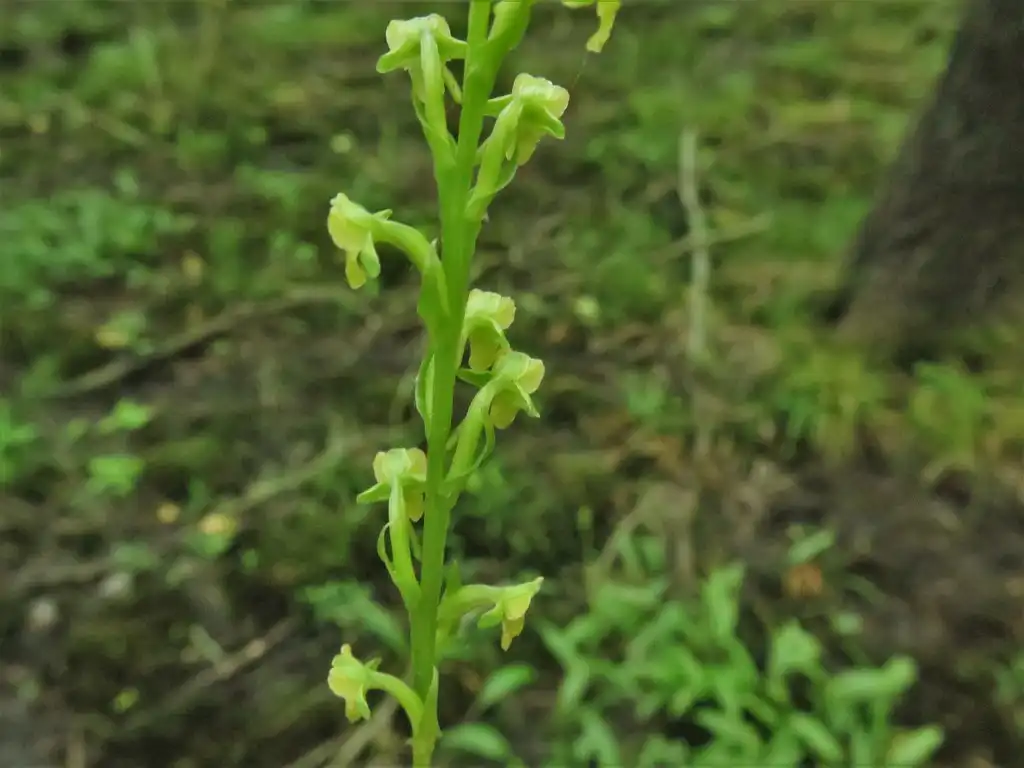 Photo of Platanthera flava - Flowers of var. flava:jim_keesling