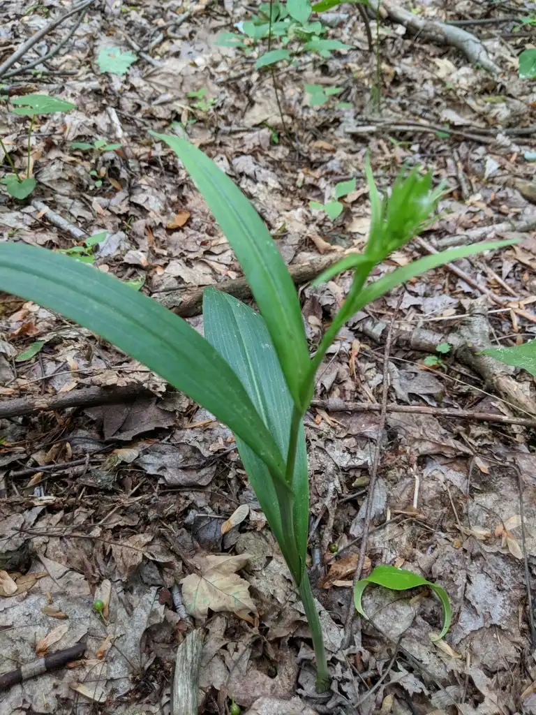 Photo of Platanthera lacera (Platanthera laceras)