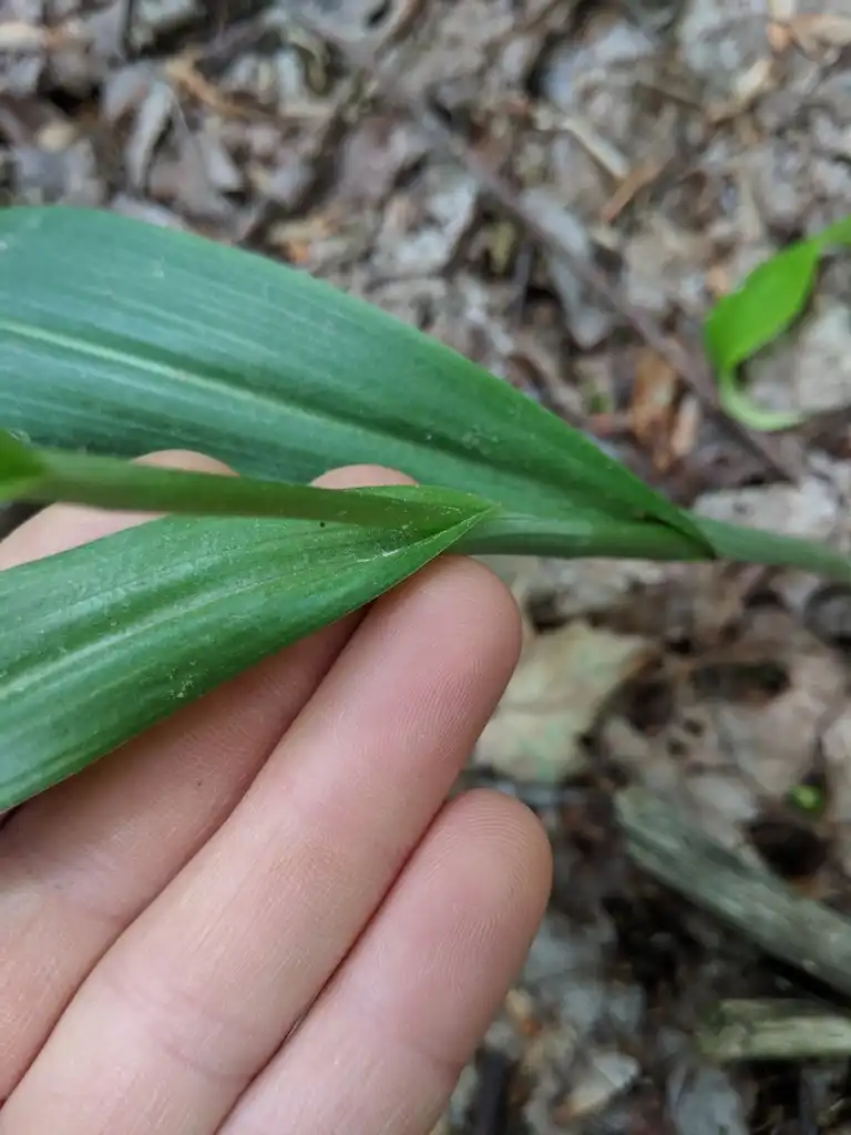 Photo of Platanthera lacera (Platanthera laceras)