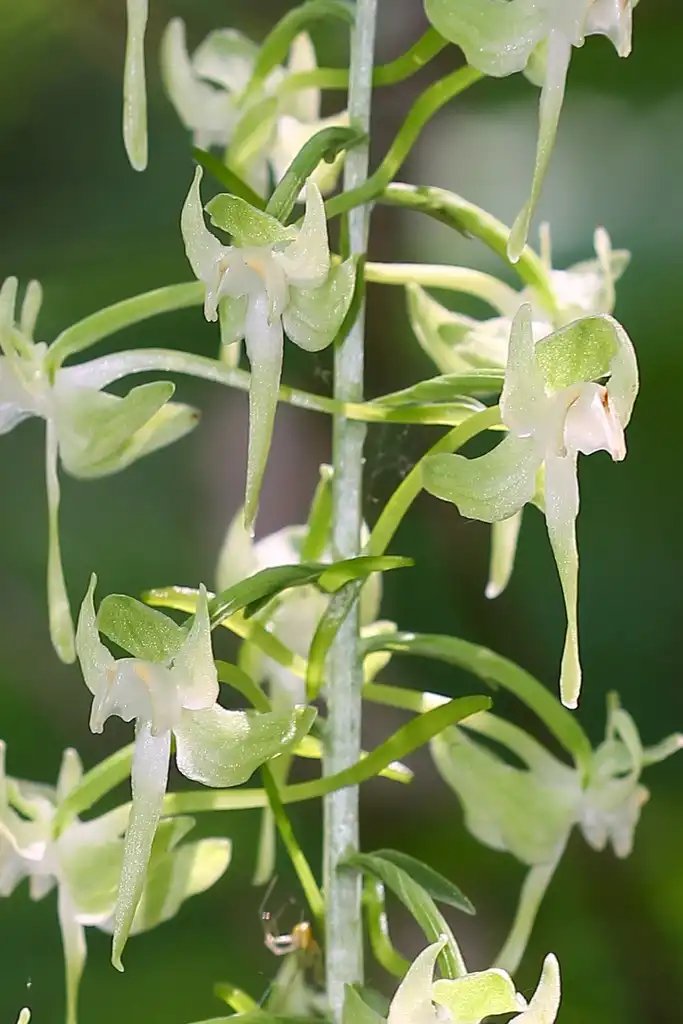 Photo of Platanthera orbiculata (Platanthera orbiculatas)