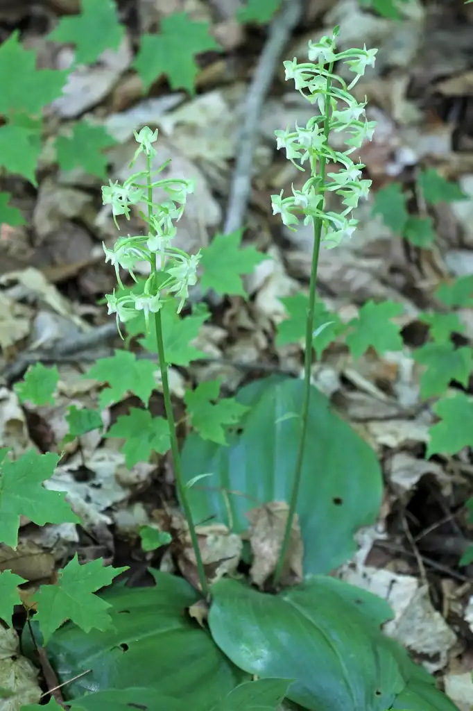 Photo of Platanthera orbiculata (Platanthera orbiculatas)