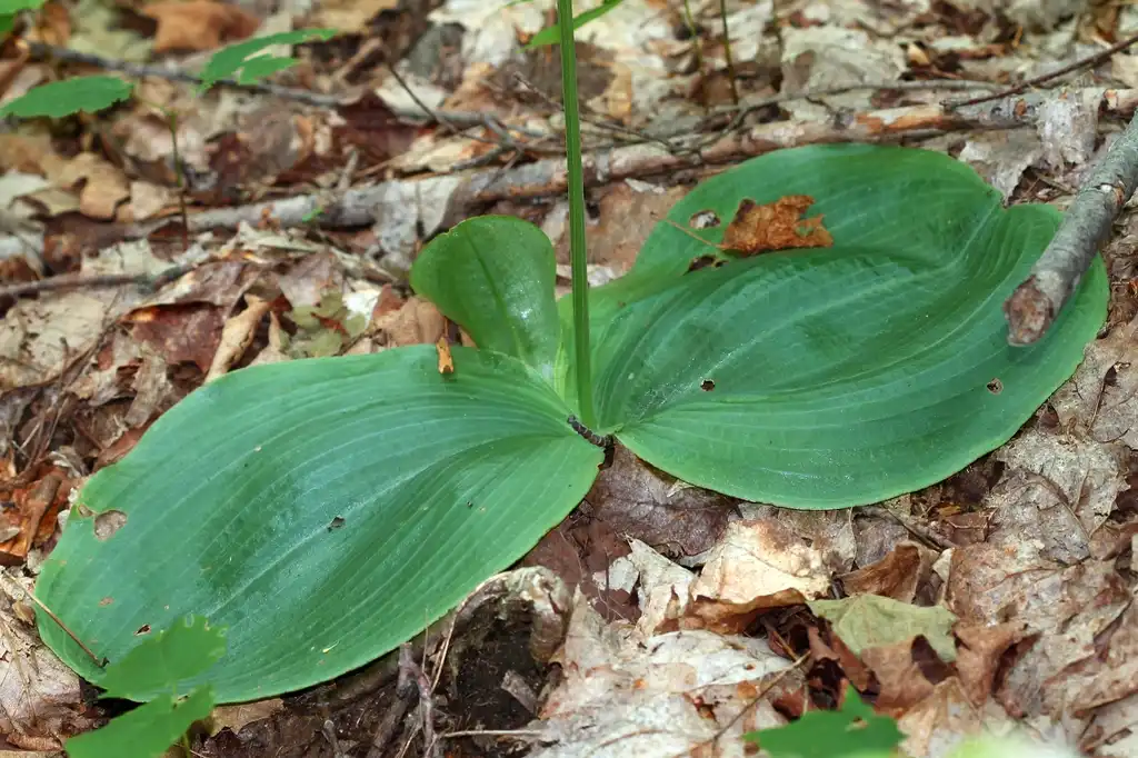 Photo of Platanthera orbiculata - Leaves:Rob Routledge, Sault College, Bugwood.org