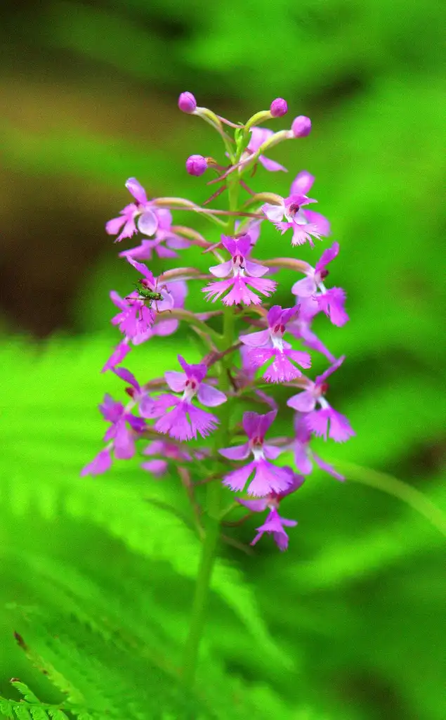 Photo of Platanthera (Platantheras)