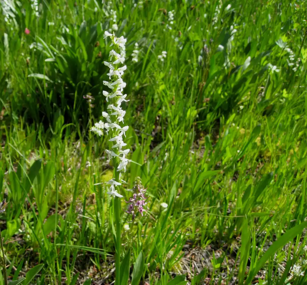 Photo of Platanthera (Platantheras)