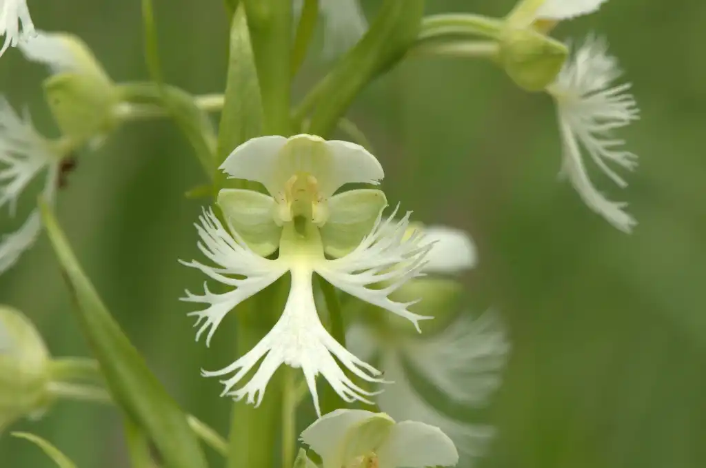 Photo of Platanthera - White Fringe Orchid flower:Joshua Mayer