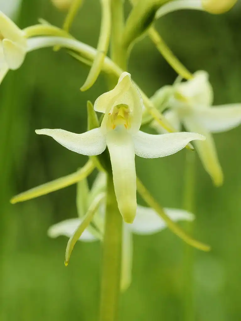 Photo of Platanthera - P. bifolia flower:Hillewaert
