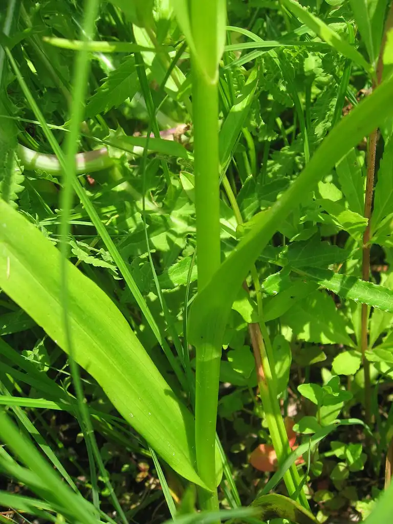 Photo of Platanthera - P. hologlittis stem and leaves:Qwert1234