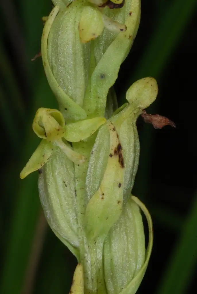 Photo of Platanthera - (Monroe County, NY)-Early Fall:Douglas Goldman, USDA