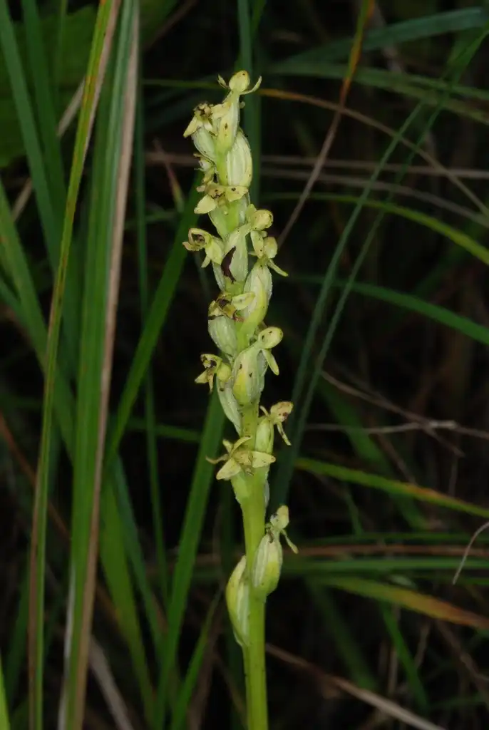 Photo of Platanthera - (Monroe County, NY)-Early Fall:Douglas Goldman, USDA