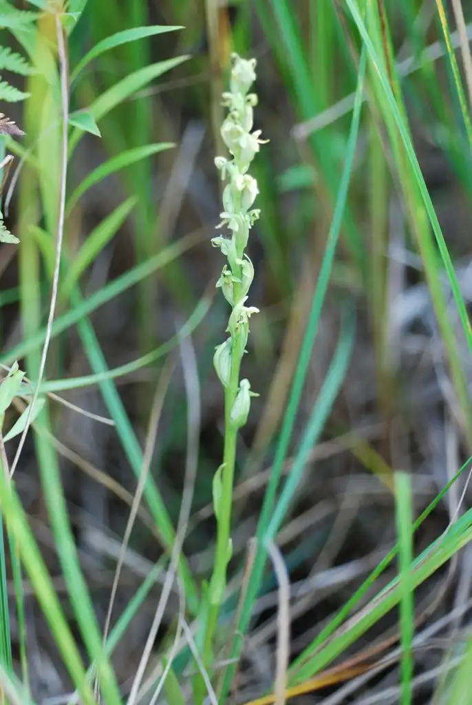 Photo of Platanthera - (Monroe County, NY)-Early Fall:Douglas Goldman, USDA