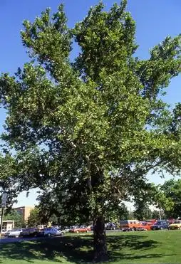 Photo of Platanus occidentalis (Platanus occidentaliss)