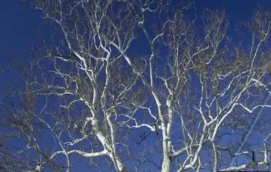 Photo of Platanus occidentalis (Platanus occidentaliss)