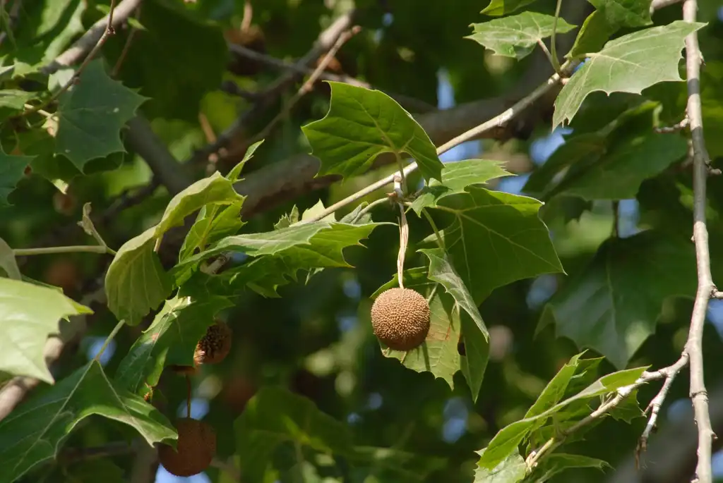 Photo of Platanus occidentalis - Platanus occidentalis Fruit and Leaves:Jim Robbins