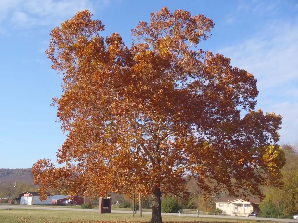Photo of Platanus occidentalis - Fall Color Form:Jim Robbins