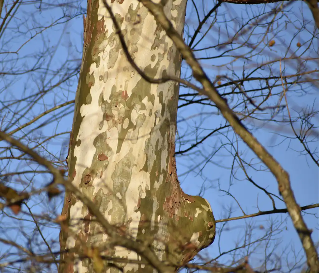 Photo of Platanus occidentalis - Bark (Warren County, NC)-Winter:Cathy Dewitt