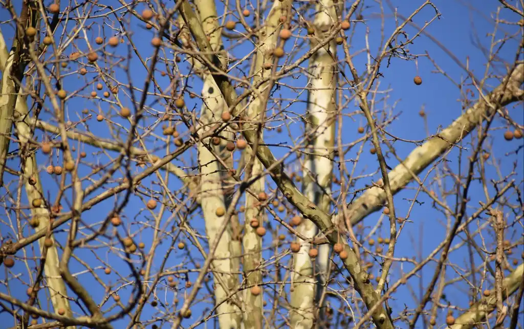 Photo of Platanus occidentalis - Fruit and branches (Warren County, NC)-Winter:Cathy Dewitt