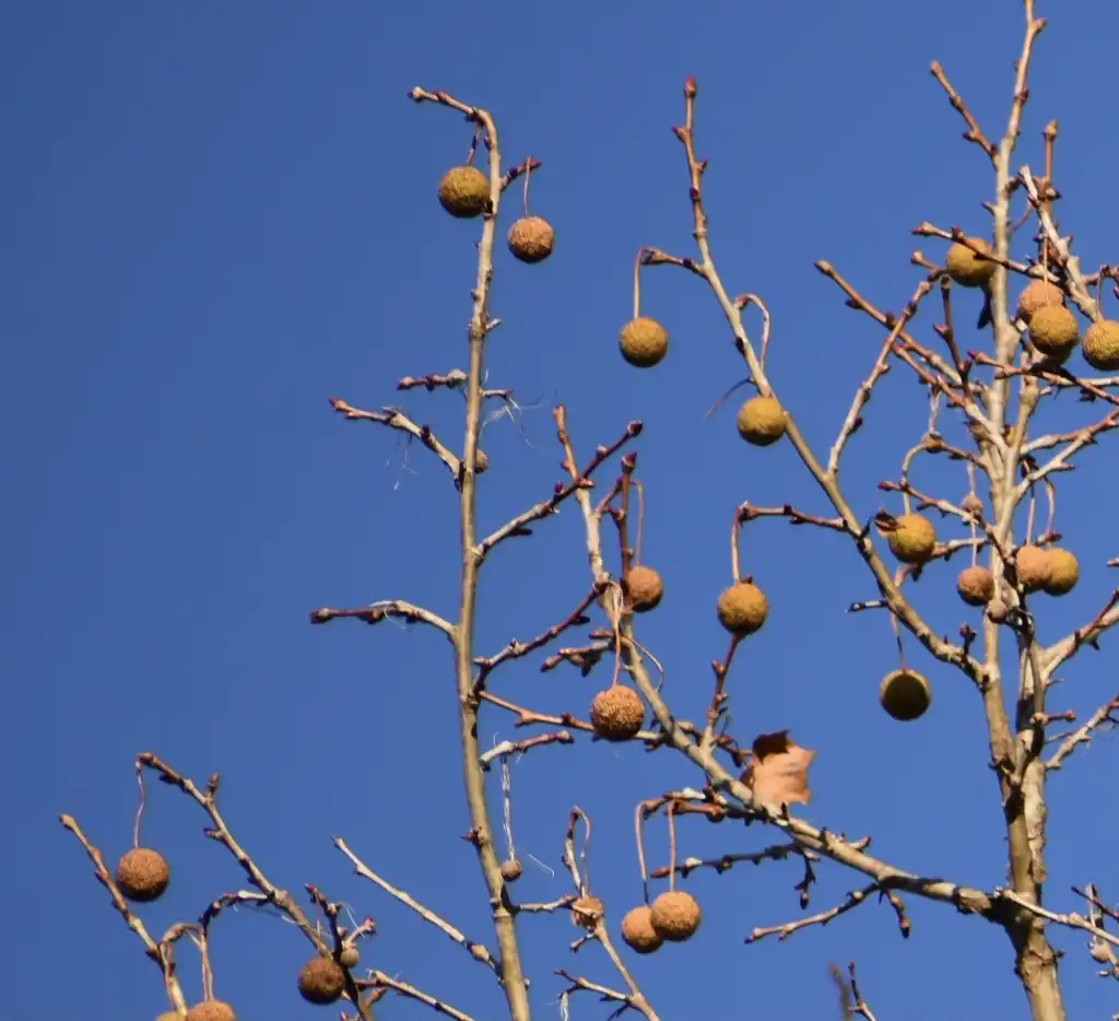 Photo of Platanus occidentalis - Fruit Close-up (Warren County, NC)-Winter:Cathy Dewitt