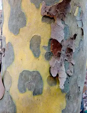 Photo of Platanus occidentalis - Platanus occidentalis, American Sycamore bark:Elizabeth Moss