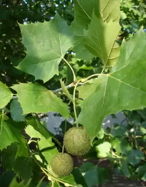Photo of Platanus occidentalis - Platanus occidentalis, American Sycamore leaves and fruit:Allen Bridgman