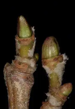 Photo of Platanus occidentalis - Platanus occidentalis, American Sycamore buds:Robert Videki