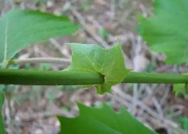 Photo of Platanus occidentalis - Platanus occidentalis, American Sycamore petiole:Rebekah D. Wallace