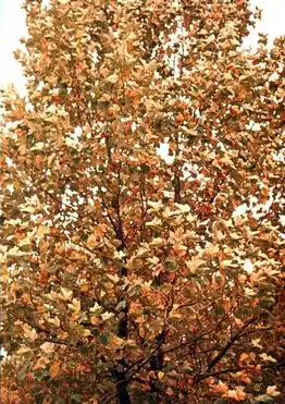 Photo of Platanus occidentalis - Platanus occidentalis, American Sycamore fall color:T. Davis Sydnor