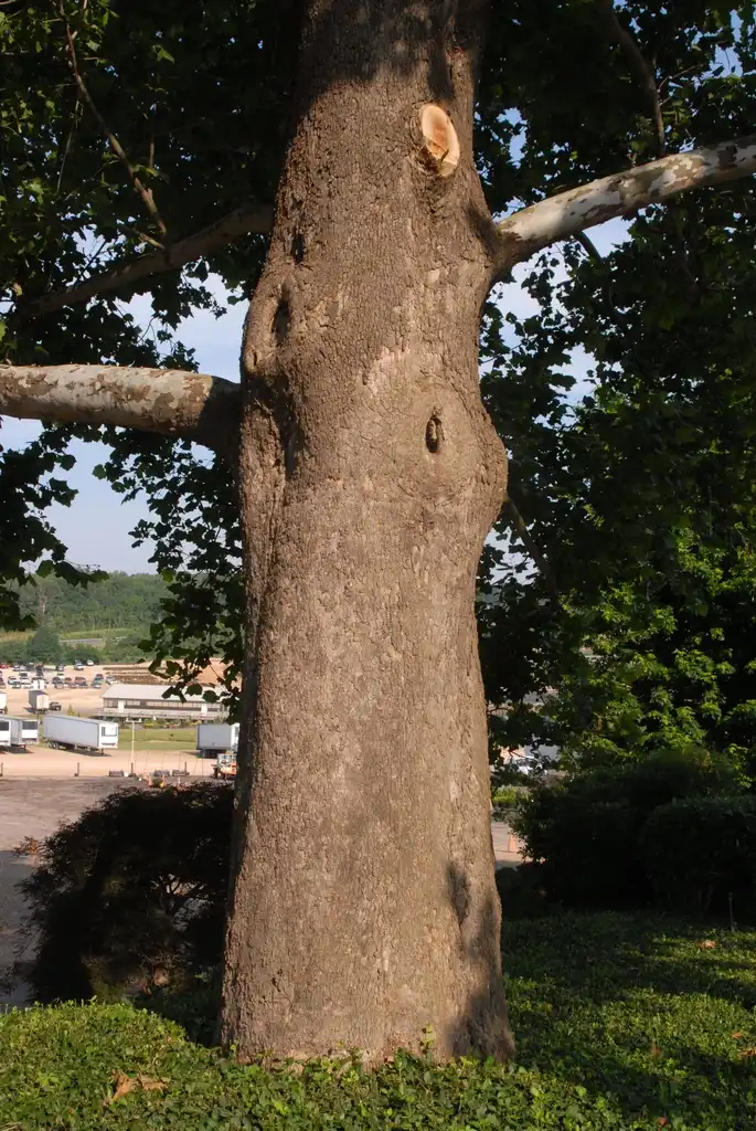Photo of Platanus occidentalis - Platanus occidentalis Bark:Jim Robbins