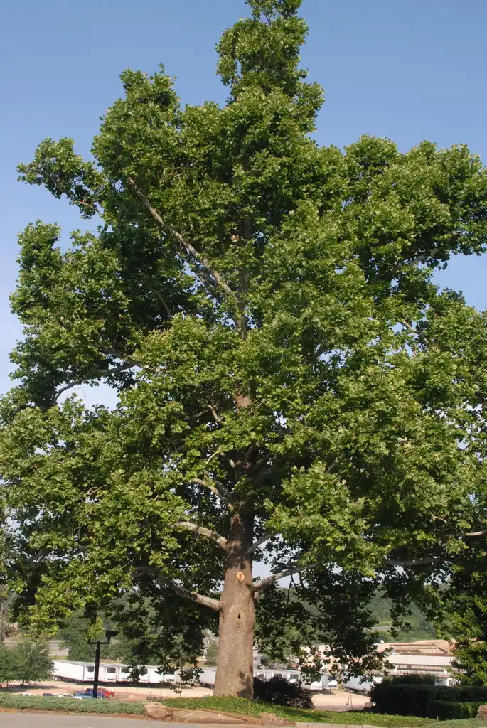 Photo of Platanus occidentalis - Platanus occidentalis Form:Jim Robbins