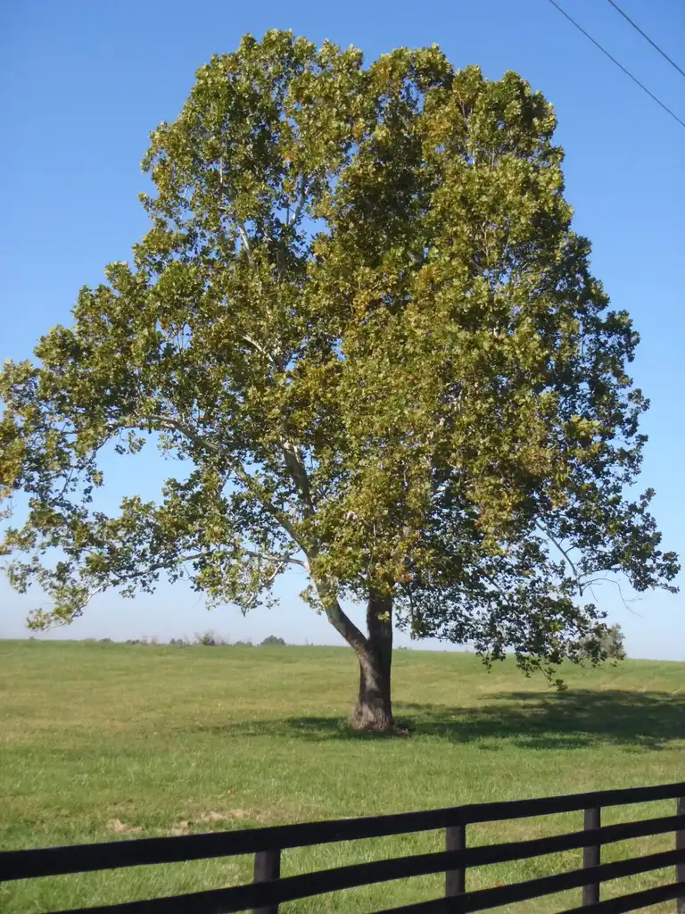 Photo of Platanus occidentalis - Platanus occidentalis Approaching Fall:Jim Robbins