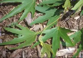 Photo of Platanus orientalis var. digitata (Platanus orientalis var. digitatas)