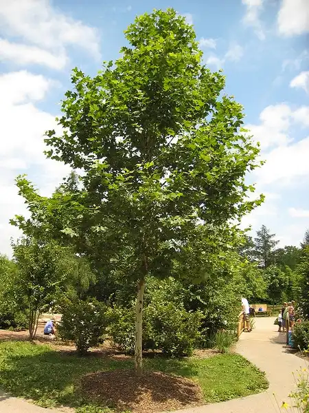 Photo of Platanus x acerifolia (Platanus x acerifolias)