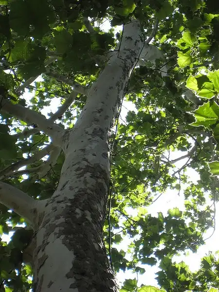 Photo of Platanus x acerifolia (Platanus x acerifolias)
