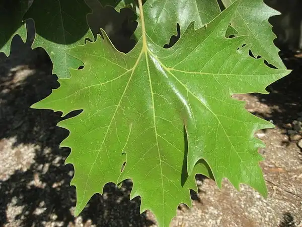 Photo of Platanus x acerifolia - Leaf:Liné1