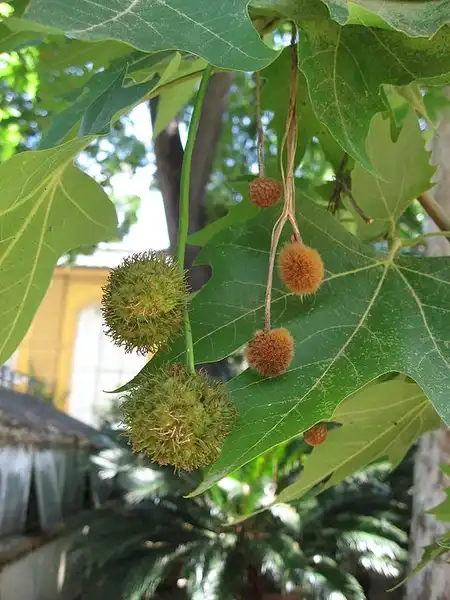 Photo of Platanus x acerifolia - Fruit:Liné1