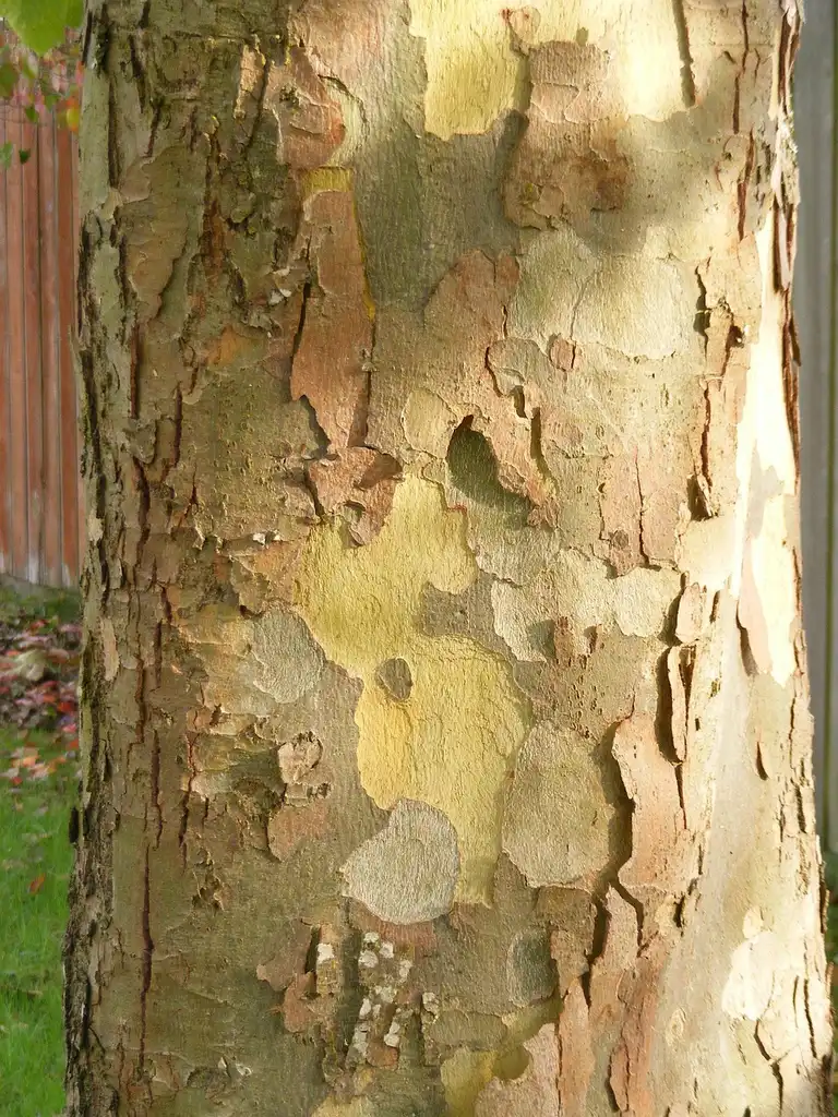 Photo of Platanus x acerifolia - Bark:4volvos