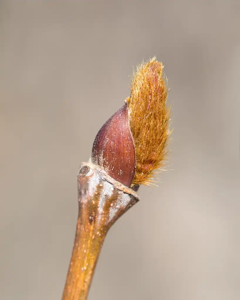 Photo of Platanus x acerifolia - Breaking bud:Plant Image Library