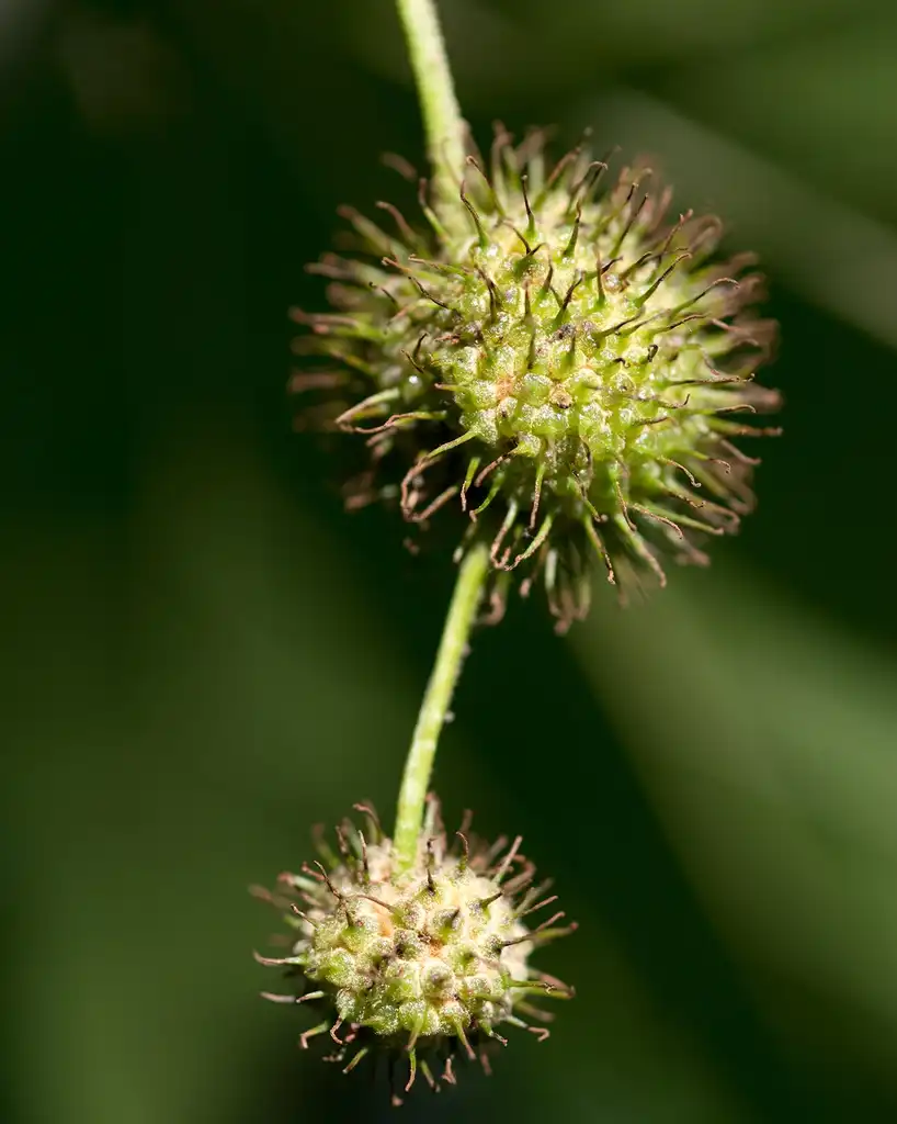 Photo of Platanus x acerifolia - Fruit:Plant Image Library