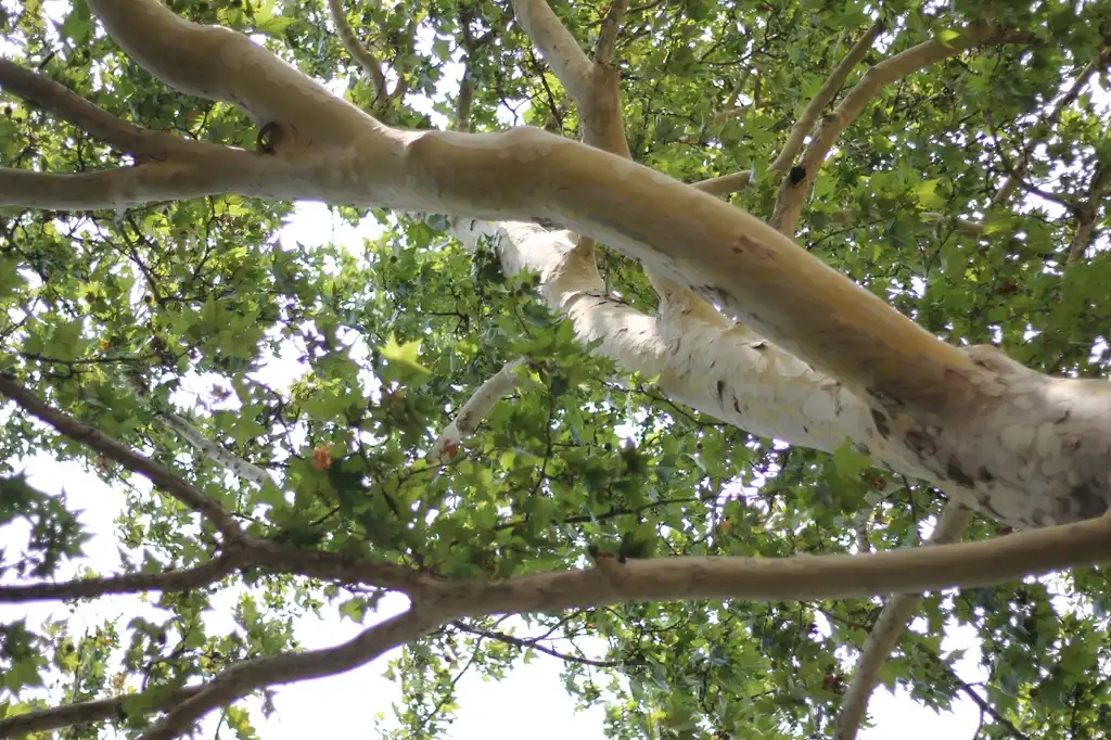 Photo of Platanus x acerifolia - Branches:Synezis