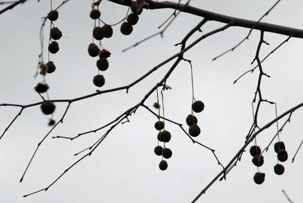 Photo of Platanus x acerifolia - Fruits:Jim Robbins