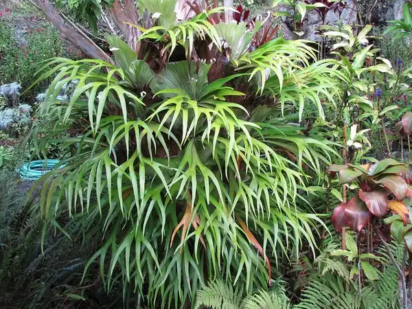 Photo of Platycerium bifurcatum (Platycerium bifurcatums)
