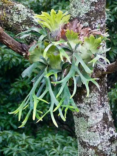 Photo of Platycerium bifurcatum (Platycerium bifurcatums)