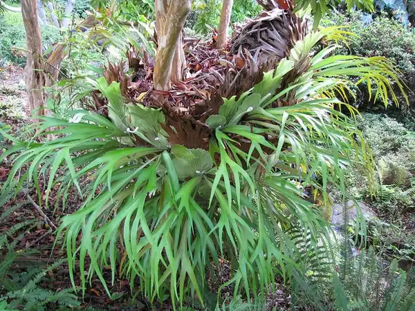 Photo of Platycerium bifurcatum - Form:Forest and Kim Starr